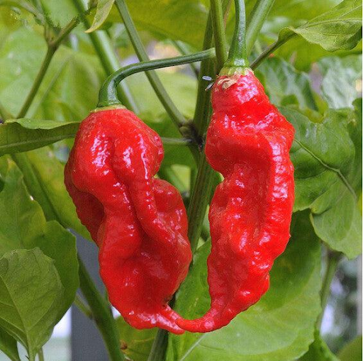 Hot Pepper Seeds for Sale