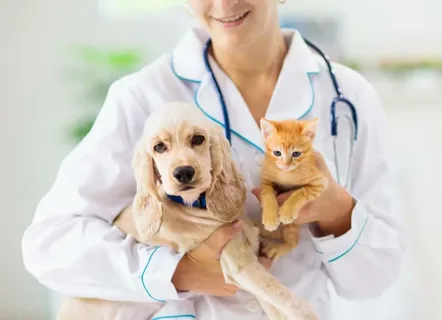 Vet Care Pet