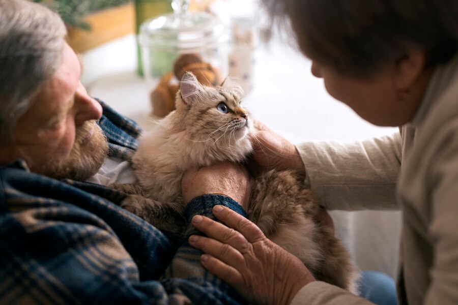 palliative care for cats at home