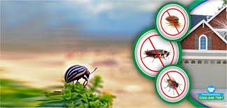 bed bugs removal oldsmar