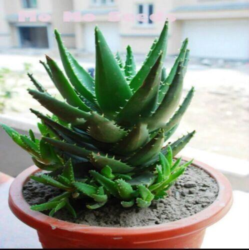 Aloe Vera Plant Seeds